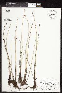 Eleocharis palustris image