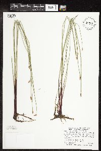 Eleocharis palustris image