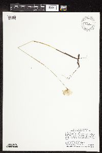Eriophorum gracile image