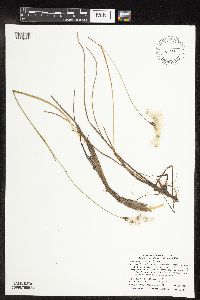 Eriophorum gracile image