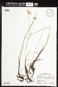 Eriophorum tenellum image