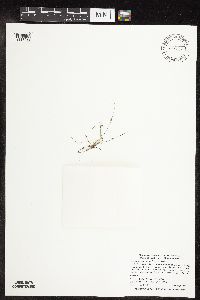 Lipocarpha micrantha image