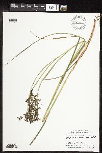 Scirpus atrocinctus image