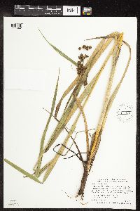 Scirpus atrovirens image