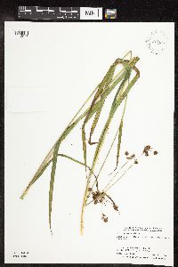 Scirpus hattorianus image