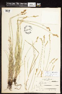 Carex brevior image