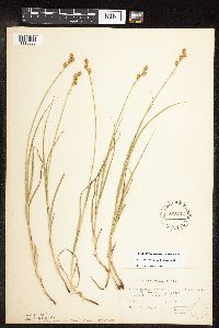 Carex brevior image
