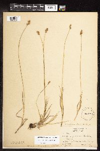 Carex brevior image