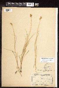 Carex brevior image