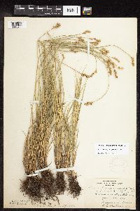 Carex brevior image