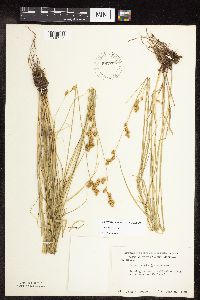 thumbnail image of current specimen