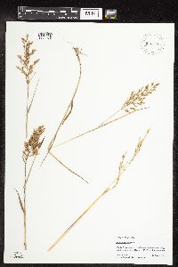 Agrostis gigantea image