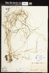 Agrostis gigantea image