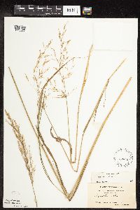 Agrostis gigantea image