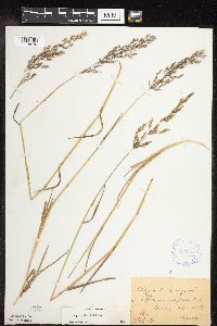 Agrostis gigantea image