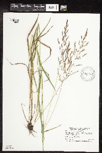 Agrostis gigantea image