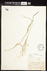 Agrostis perennans image