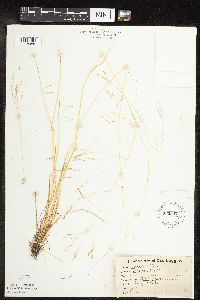 Agrostis scabra image