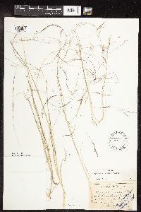 Agrostis scabra image
