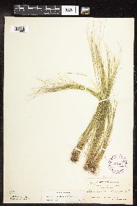 Agrostis scabra image