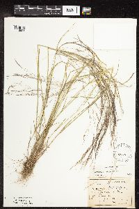 Agrostis scabra image