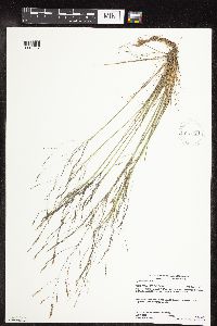 Agrostis scabra image