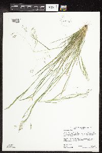 Agrostis scabra image