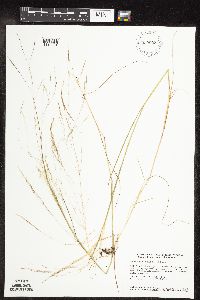 Agrostis scabra image