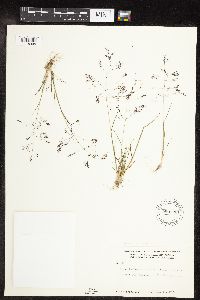 Agrostis scabra image