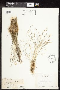 Agrostis scabra image