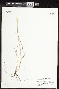 Alopecurus aequalis image