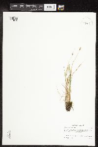 Alopecurus carolinianus image