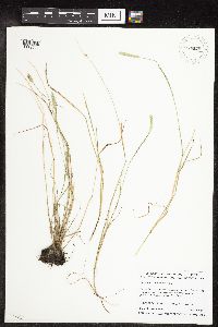 Alopecurus carolinianus image