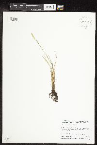 Alopecurus carolinianus image
