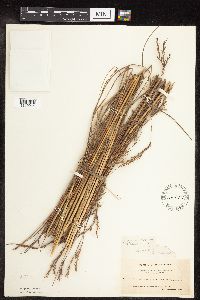 Andropogon gerardii image