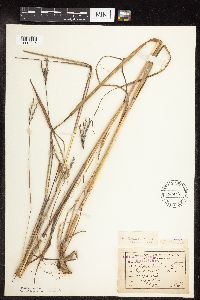 Andropogon gerardii image