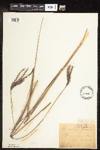 Andropogon gerardii image