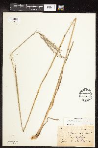 Andropogon gerardii image