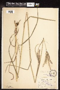 Andropogon gerardii image