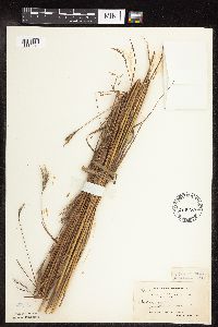Andropogon gerardii image