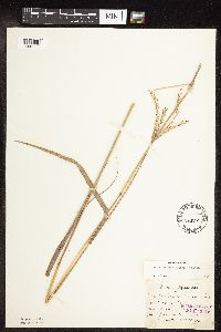 Andropogon gerardii image