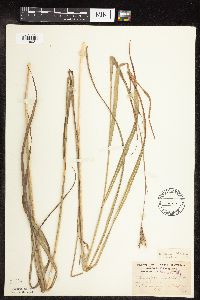 Andropogon gerardii image
