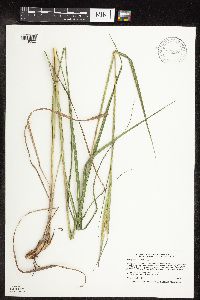 Andropogon gerardii image
