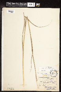 Andropogon gerardii image