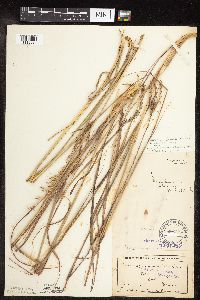 Andropogon gerardii image