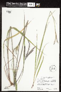 Andropogon gerardii image