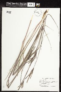 Andropogon gerardii image