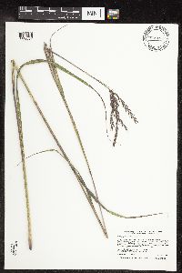 Andropogon gerardii image