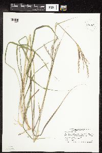 Andropogon gerardii image