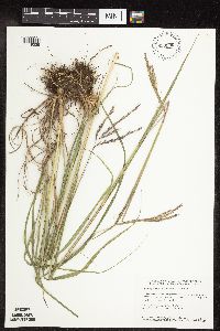 Andropogon gerardii image
